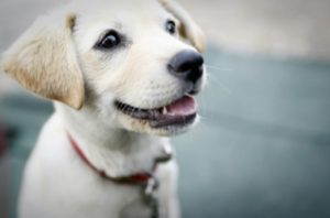 犬も歯周病になるの？～犬のお口のトラブルを知ろう～