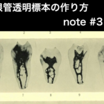 根管透明標本の作り方　note記事 #3